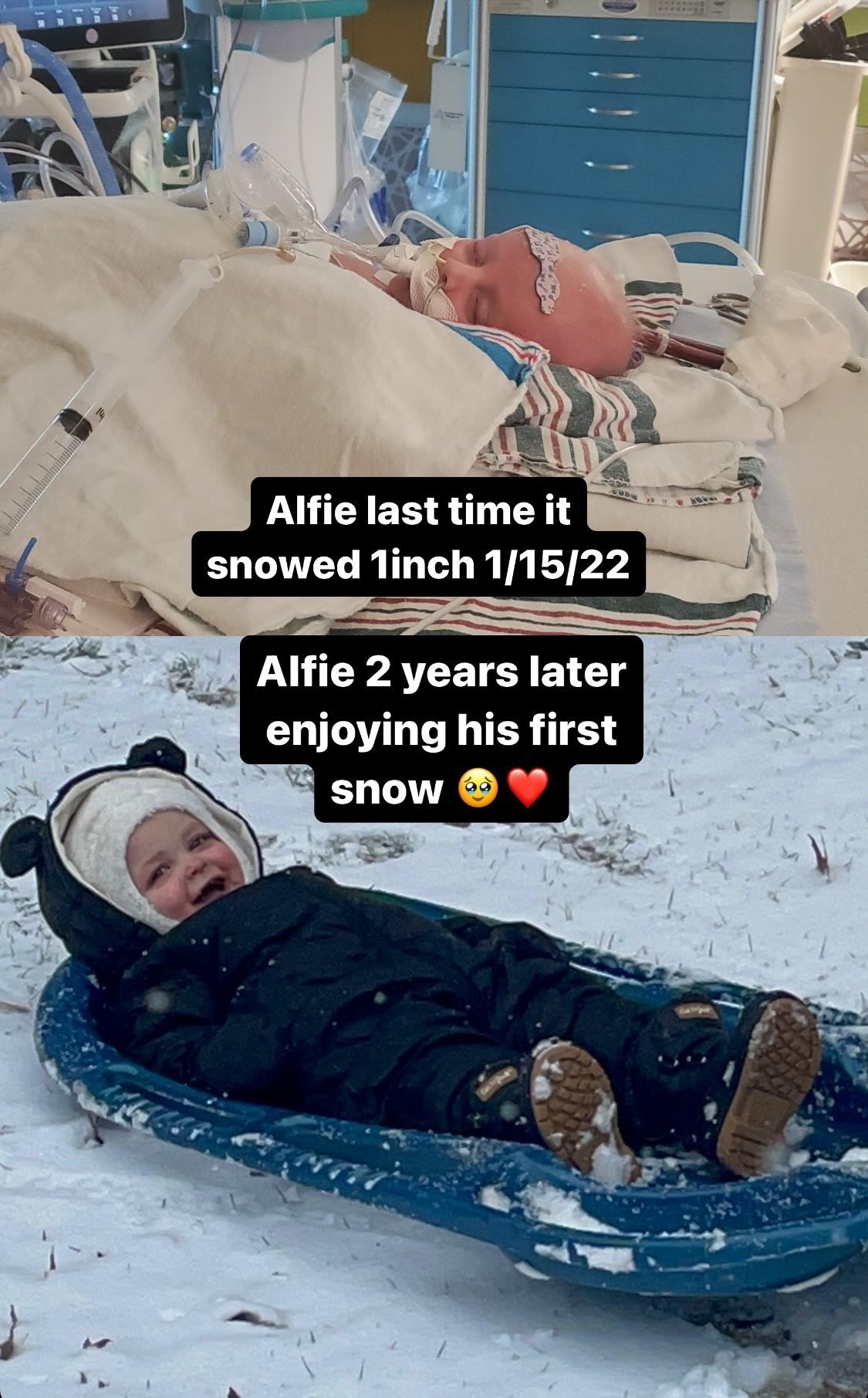 Alfie in snow